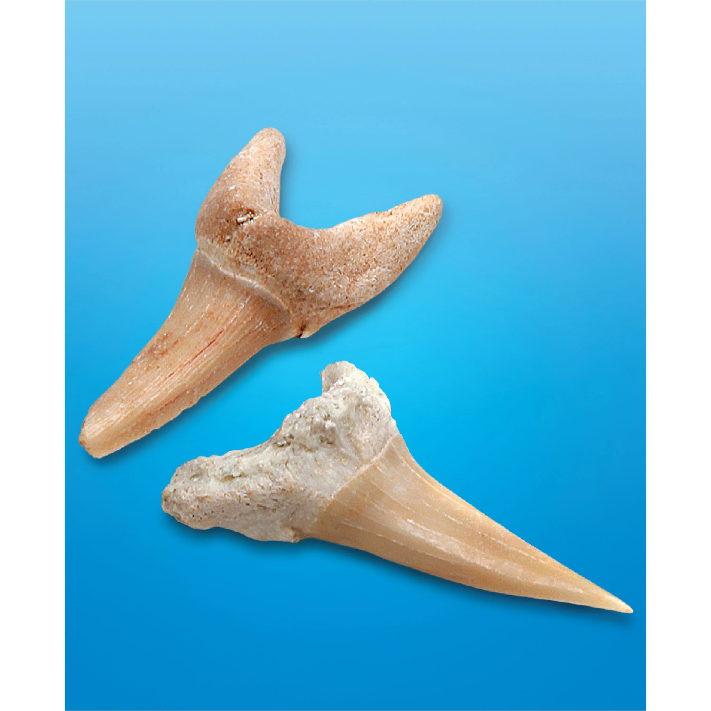Discovery Mindblown Shark Teeth Unearthed Excavation Kit - Image 6